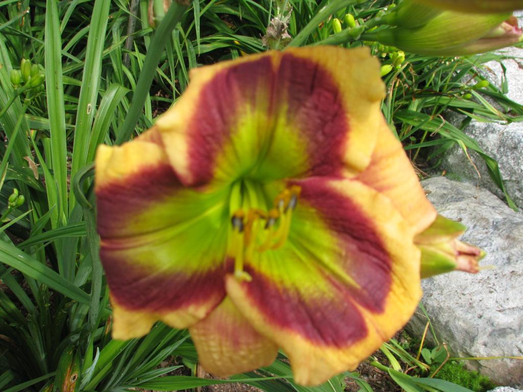 Green Derby Harbour Breezes Daylilies and Japanese Iris at Jeddore on